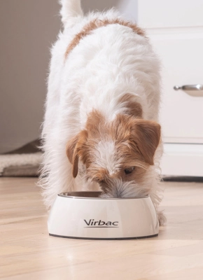 Dog eating