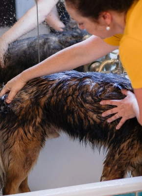 Pet owner is washing the dog in a bath tab