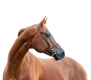 Horse 1