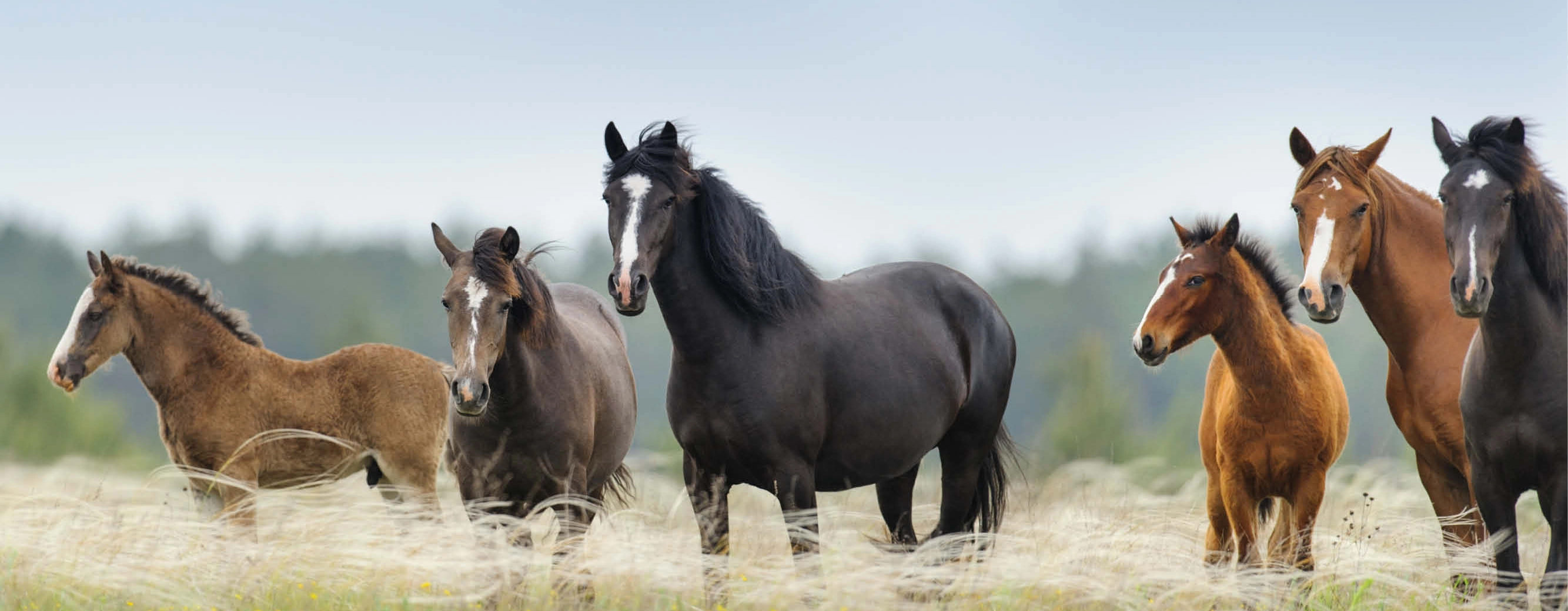 Horses on grass