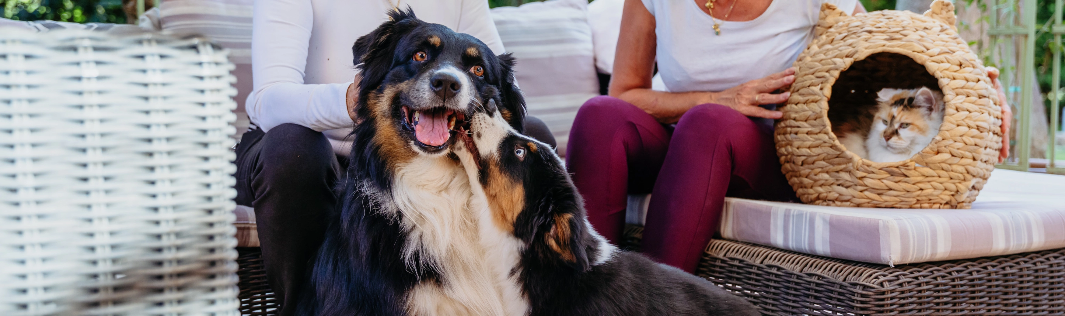 Dogs with cat and owners