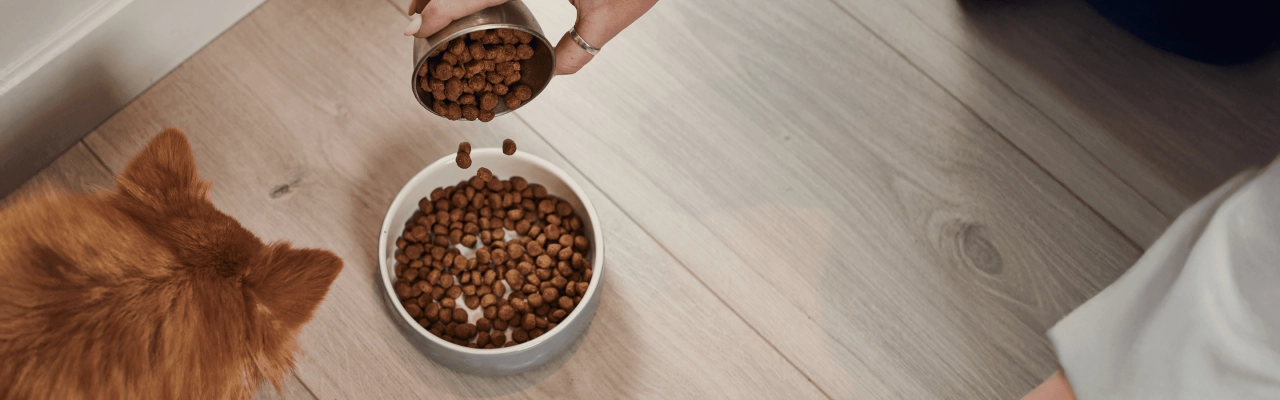 Dog eating indoor
