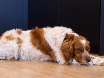 Hund ligger på gulv og ser trist ud