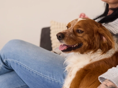 Nærbillede af hund der sidder i sin ejers arme