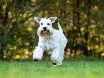 Dog running on grass